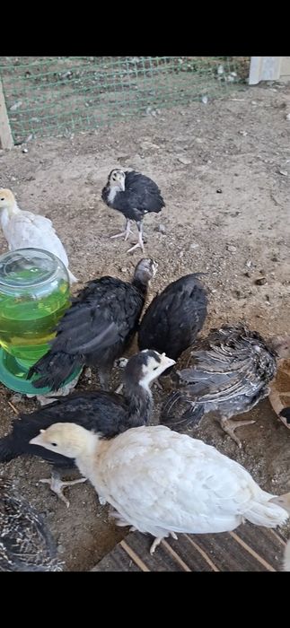 Индюк балапандар