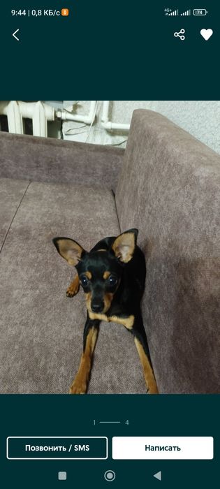 Животные собака той терьер