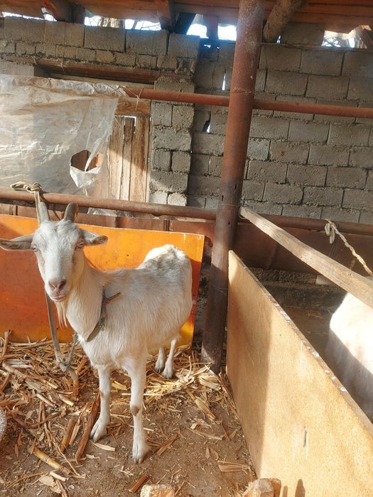 Ешкі екі лағымаен