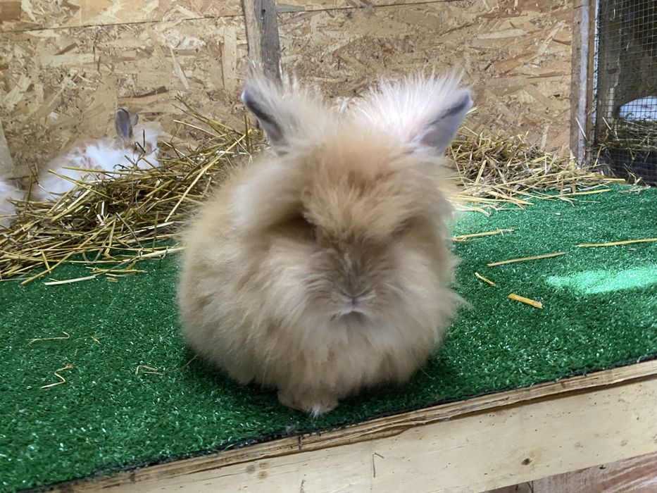 Iepuri pitici cap de leu