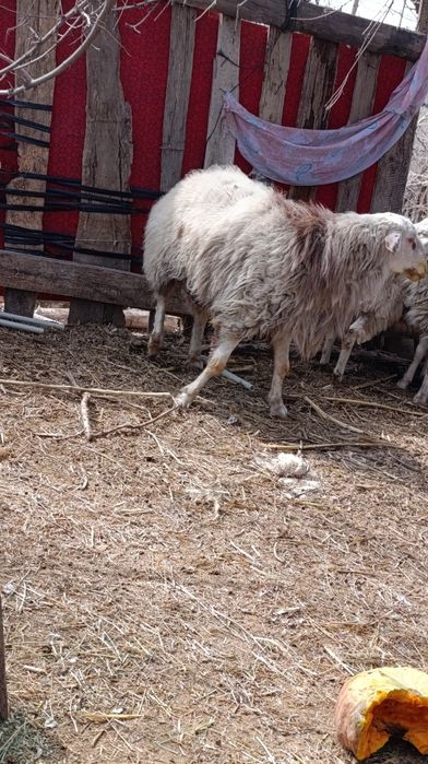 Баран 3-4 г продам