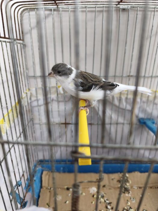 Продавам мъжки канар