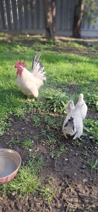 Декоративные куры шабо