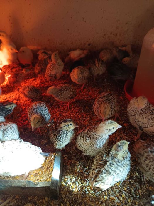 Prepelițe de 2 săptămâni