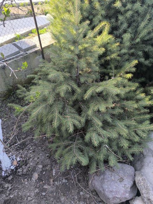 Зелёная пушистая елка