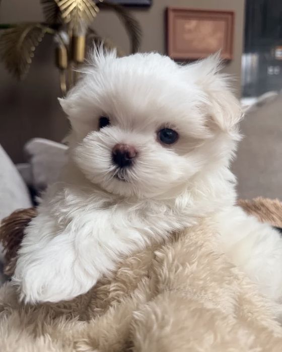 Bichon maltez mini toy