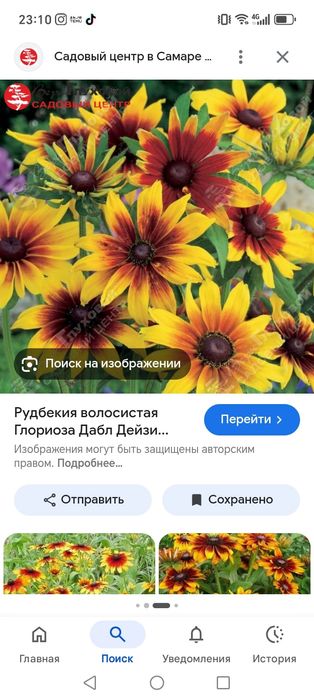 Продам рассаду 400 один стакан