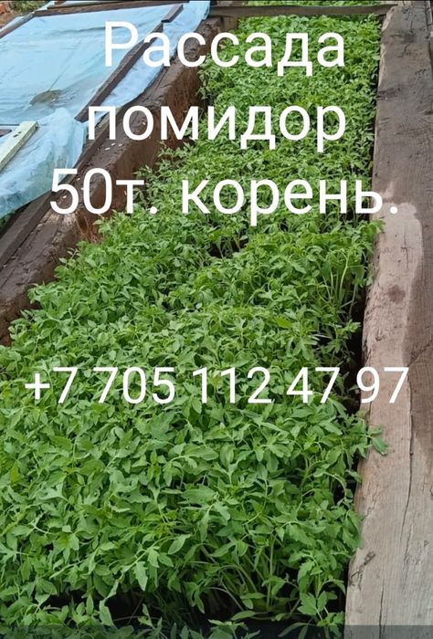 Рассада помидор Балхаш