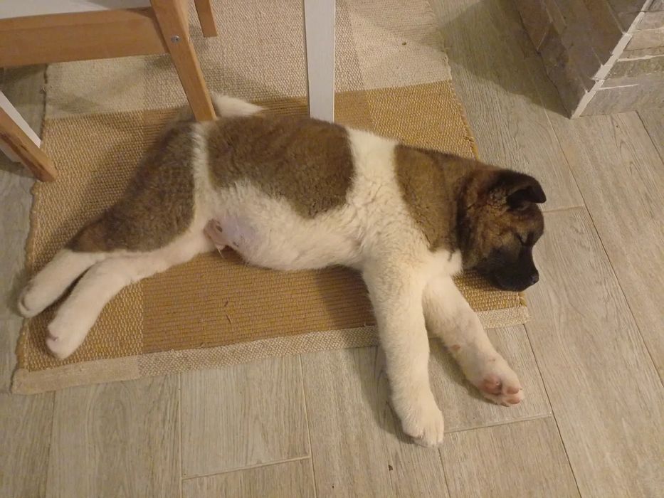 Akita american cu pedigree