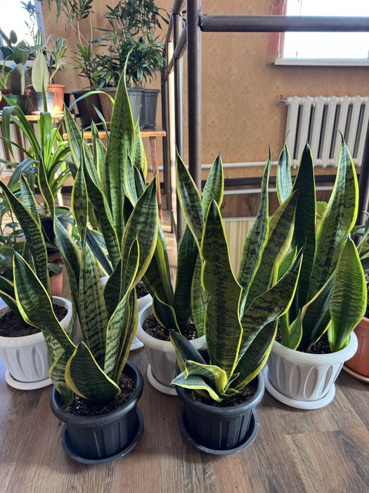 Цветы в офис, для дома