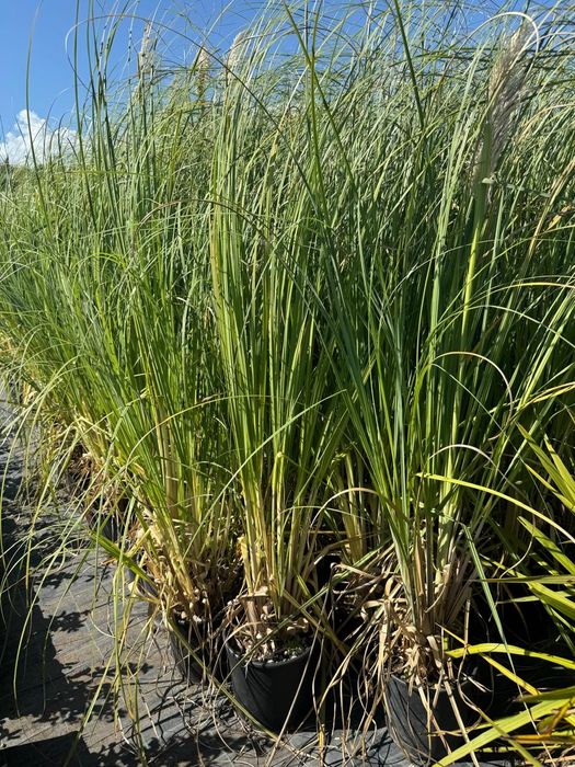 Tuia  leylandii la oferta