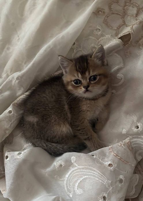 Продам котят шиншиллы