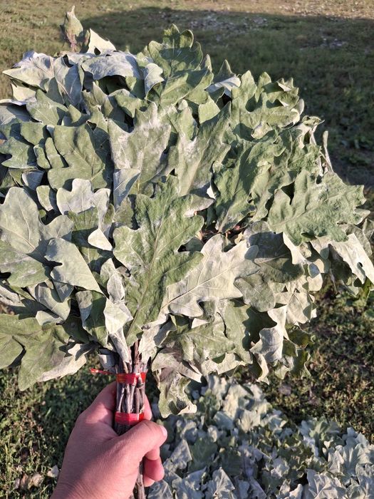 Продам дубовые веники