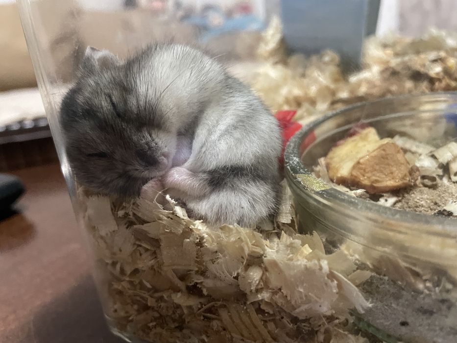 Мини хамстери/ джудже