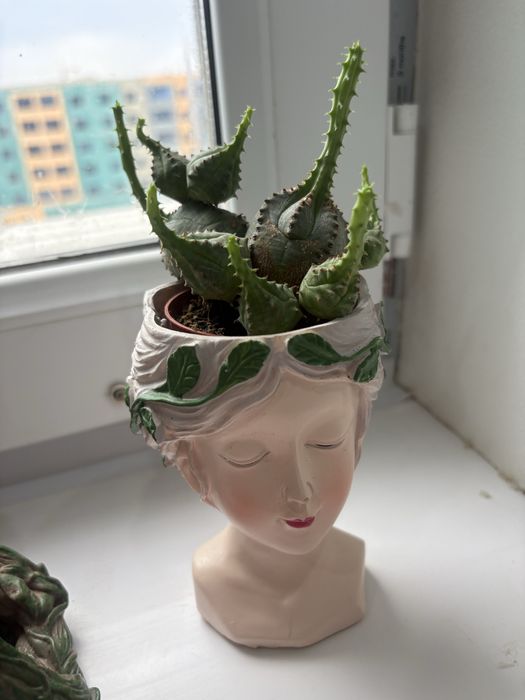 продам разные сукуленты вместе с кашпо