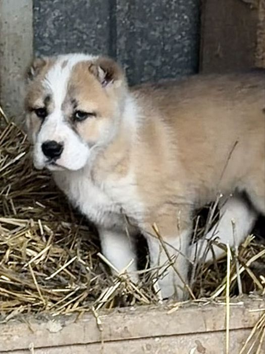 Щенки алабайчики