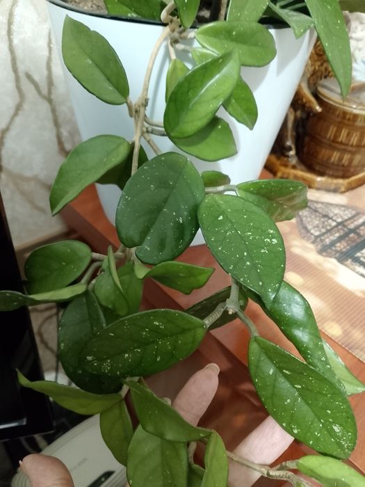 Комнатный цветок- "Хойя"
