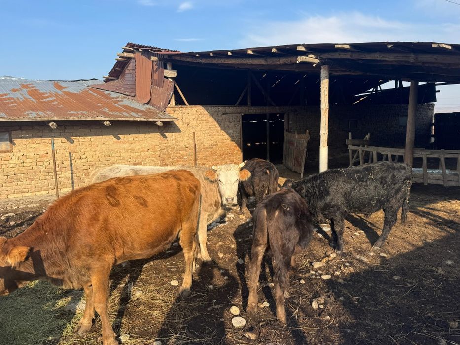 Семіз Сиырлар сатылады,тұқымы жақсы 3-бас