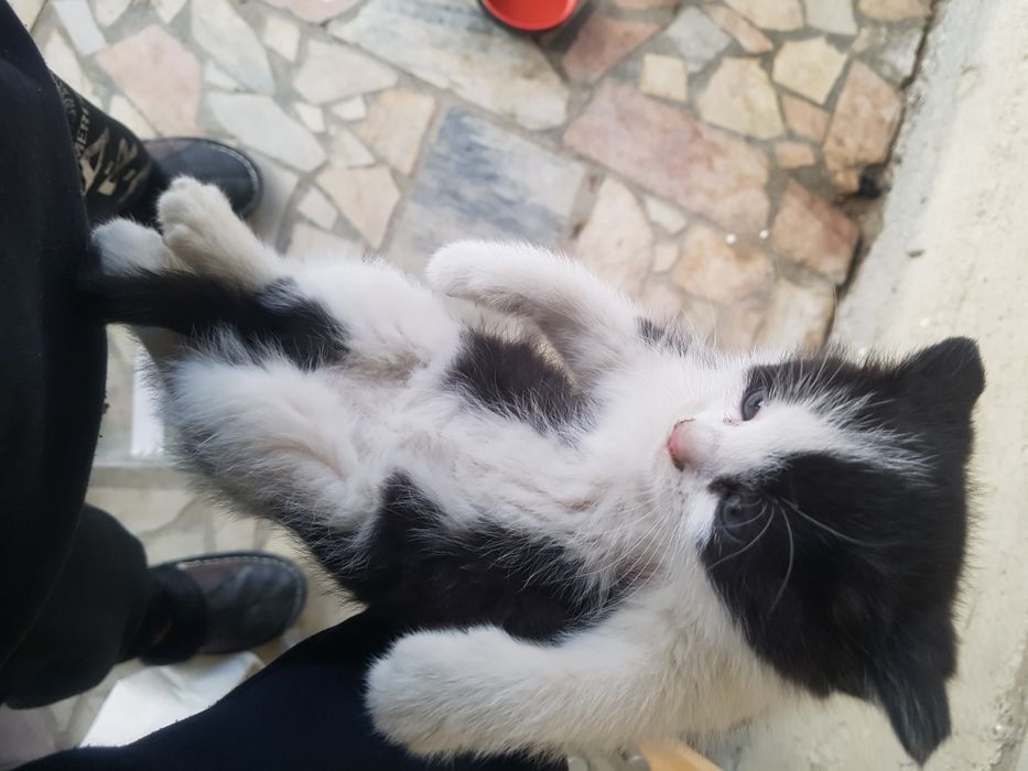 Два близняшки котята