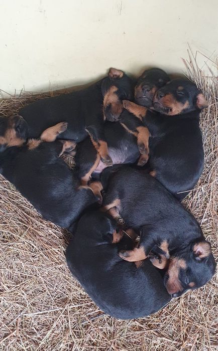 Щенки ягдтерьера