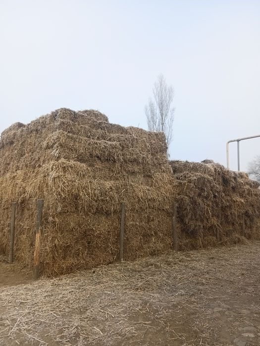 Продам сено естественное