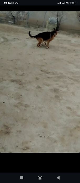 Продаётся немецкая овчарка Мальчик