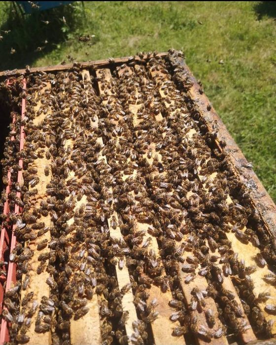 Пчелни майки и отводки 2026