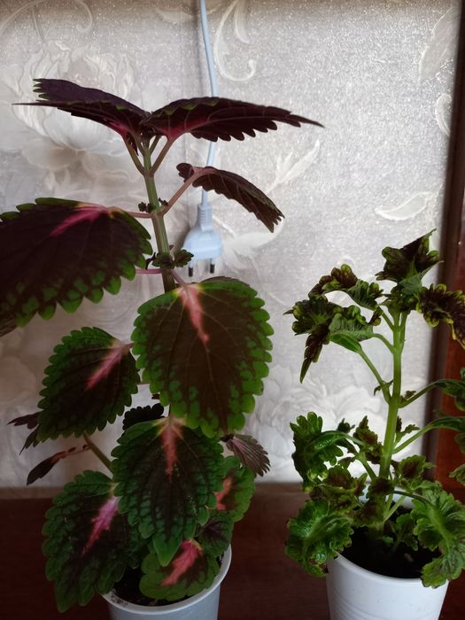 Цветы  для  дома