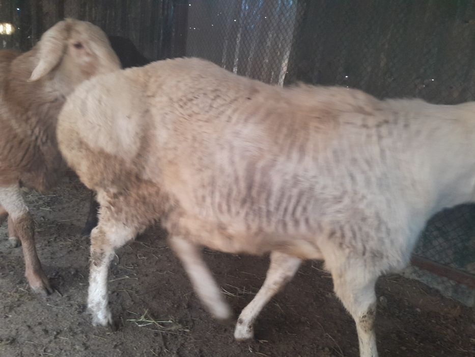 Qo'chqorlar sotiladi