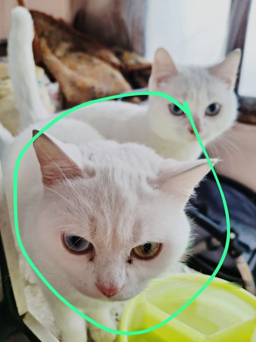 Срочно отдам кошку