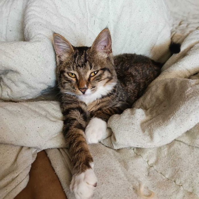 Отдам котёнка в добрые руки