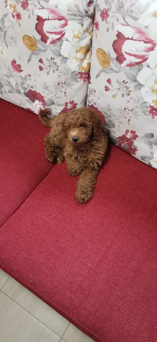 Pudel Red mini cu pedigree