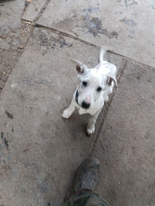 Собака 3 месяца.