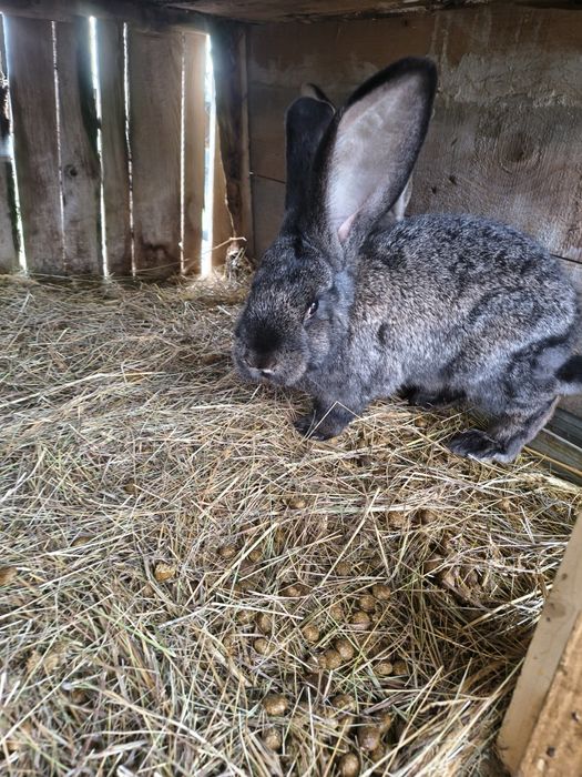 Vând iepuri californian și uriaș german gri