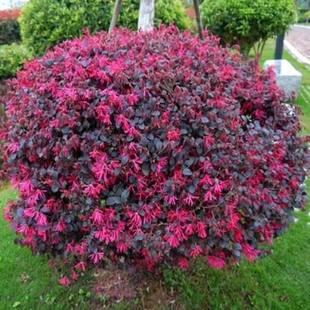 Лоропеталум/ Loropetalum - червен