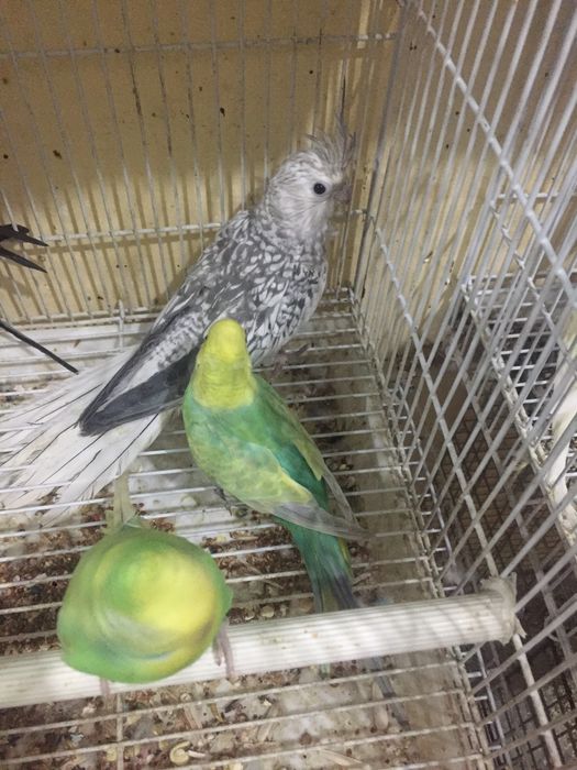 валнисти папугай сотилади