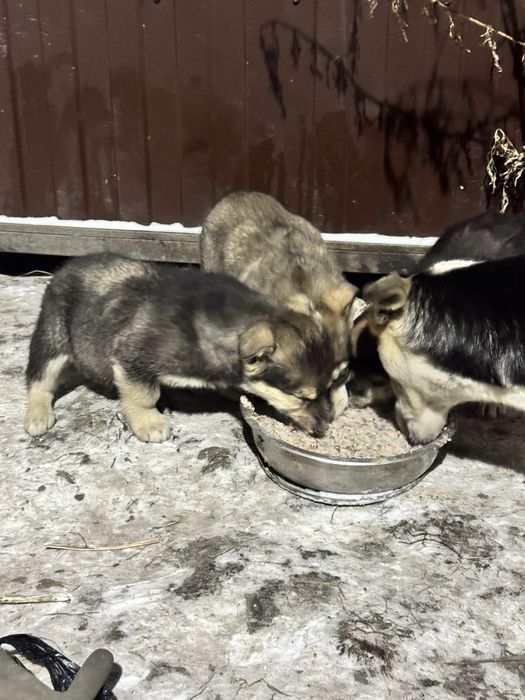 Привезу щенков в любой район города