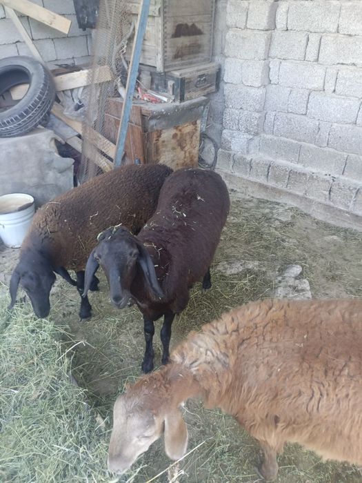 Qoylar sotiladi soglom ishtahasi zor 8 oylik