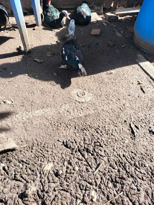 Rațe mute ,leșești