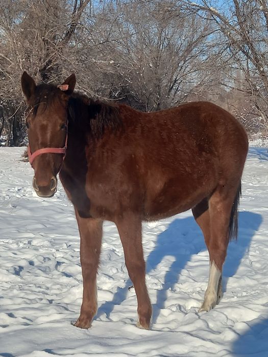 Баитал сатылады Продам кобылу 2 годаа