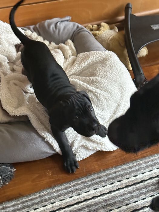 Кане Корсо / Cane Corso