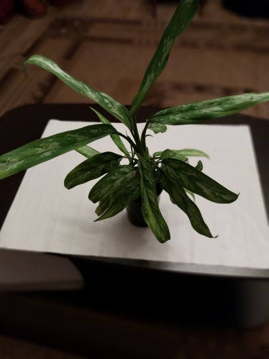 Продам комнатные цветы Аглоанема.