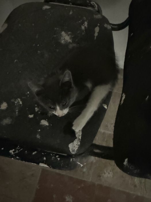 Котенок, девочка