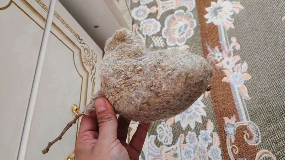 Куркылтай үясы 80 түрлі ауруларға ем