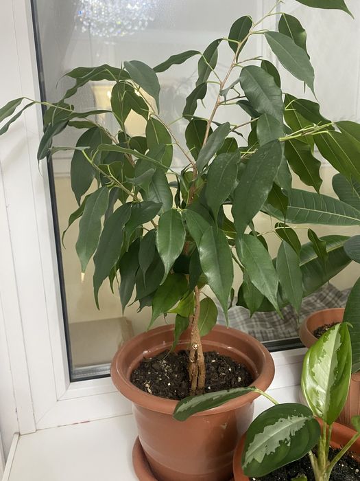 Продам комнатные цветы