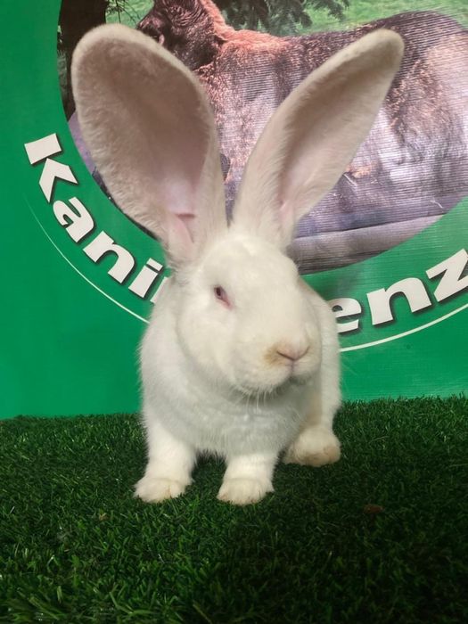 Продам крола фландр окрас белый возрамт 7 мес