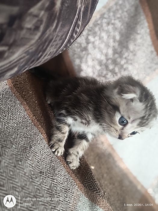 Продам шотландских котят