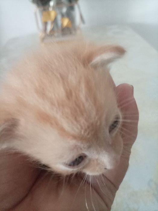 2 котята девочки