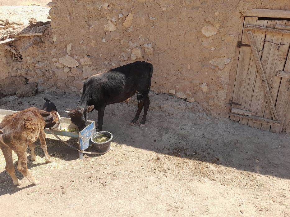 Novvos sotiladi 2 yashar