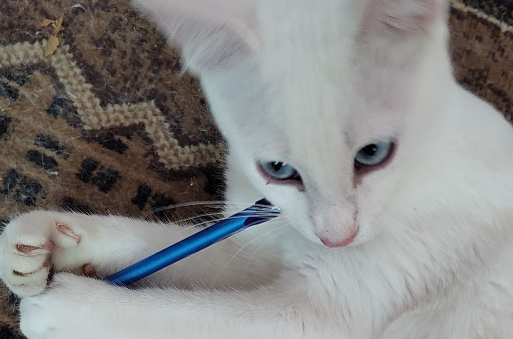 Бели котенца, сини очи, зелени очи,7 мес.Британска късокосместа